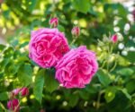 Trandafir de Damask Rosa Damascena (trandafirul autentic pentru dulceata, apa trandafiri si uleiuri esentiale) - foarte parfumat - la ghiveci C2 - imagine 2