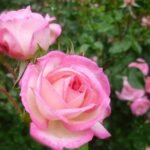Trandafir urcator parfumat Harlekin anul 2 - Kordes la ghiveci C2
