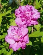 Hibiscus French Cabaret purple cu flori duble la ghiveci C2, H 50-60 cm