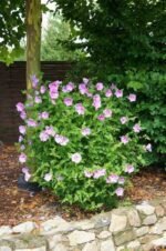 Hibiscus syriacus Lavender Chiffon la ghiveci C2, H 50-60 cm - imagine 2
