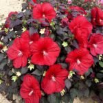 Hibiscus moscheutos Cranberry Crush cu floare uriasa la ghiveci C2, H 40-50 cm