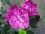 Hibiscus syriacus Sanchoyo la ghiveci C2, H 50-60 cm