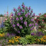 Hibiscus French Cabaret purple cu flori duble la ghiveci C2, H 50-60 cm - imagine 2