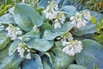 Hosta Blue Angel - Crin de Toamna  la ghiveci P9 - imagine 2