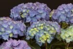 Hydrangea macrophylla 'Bela' Pink/Blue - Hortensia de grădină Roz/Albastră la ghiveci C2, H 50-60 cm - imagine 2