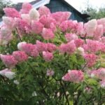Hydrangea Paniculata  'Fraise Melba'- Hortensie la ghiveci C2, H 50-60 cm