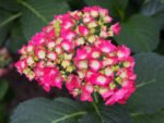 Hydrangea macrophylla „Leuchtfeuer” - Hortensia la ghiveci C2, H 50-60 cm - imagine 2