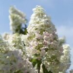 Hydrangea Paniculata  'Unique'- Hortensie la ghiveci C2, H 50-60 cm - imagine 3