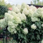 Hydrangea Paniculata  'Unique'- Hortensie la ghiveci C2, H 50-60 cm