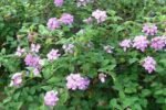Lantana montevidensis "Viola" - Lantana curgatoare mov la ghiveci C2 , H 35-45 cm