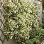 Trachelospermum jasminoides 'Sun Lover' - Iasomie Stelată cu frunzis permanent variegat la ghiveci C2, H 30-40 cm - imagine 2