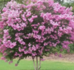 Lagerstroemia indica roz  - Liliac Indian la ghiveci C2 - H 35-45cm - imagine 2