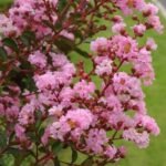Lagerstroemia indica roz  - Liliac Indian la ghiveci C2 - H 35-45cm