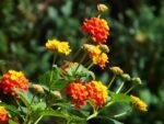 Lantana Camara Arancio  la ghiveci C2 , H 35-45 cm - imagine 2