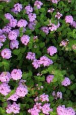 Lantana montevidensis "Viola" - Lantana curgatoare mov la ghiveci C2 , H 35-45 cm - imagine 2