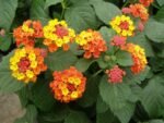Lantana Camara Arancio  la ghiveci C2 , H 35-45 cm