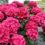 Hydrangea macrophylla „Leuchtfeuer” - Hortensia la ghiveci C2, H 50-60 cm