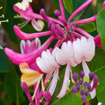 Lonicera japonica 'Dart's Red'- Mana Maicii Domnului parfumata - Caprifoi la ghiveci C2 - H 80-90cm