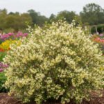 Lonicera fragrantissima - Caprifoiul de Iarnă foarte parfumat sau Sărutul Primăverii la ghiveci P9 - H 25-35 cm - imagine 2
