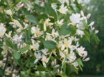 Lonicera fragrantissima - Caprifoiul de Iarnă foarte parfumat sau Sărutul Primăverii la ghiveci P9 - H 25-35 cm