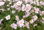 Anemone hybrida 'Loreley' - Anemona japoneza la ghiveci P9 - imagine 2