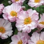 Anemone hybrida 'Loreley' - Anemona japoneza la ghiveci P9