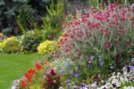 Lychnis Coronaria - Curcubeul baltii sau floarea de catifea la ghiveci P9 - imagine 2