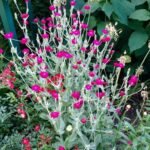 Lychnis Coronaria - Curcubeul baltii sau floarea de catifea la ghiveci P9