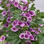 Malva sylvestris  'Zebrina' - Nalba Franceza sau Nalba de Padure la ghiveci P9