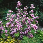 Malva sylvestris  'Zebrina' - Nalba Franceza sau Nalba de Padure la ghiveci P9 - imagine 2