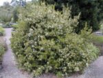 Myrtus communis 'Tarentina' - Planta aromatica - Mirt la ghiveci C2 - imagine 3