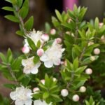 Myrtus communis 'Tarentina' - Planta aromatica - Mirt la ghiveci C2