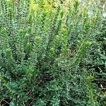 Myrtus communis 'Tarentina' - Planta aromatica - Mirt la ghiveci C2 - imagine 2