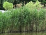 Phragmites australis - Stuf sau Trestie la ghiveci P9 - imagine 3