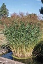 Phragmites australis - Stuf sau Trestie la ghiveci P9 - imagine 2