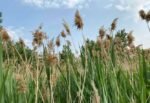 Phragmites australis - Stuf sau Trestie la ghiveci P9