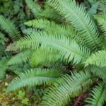 Polystichum munitum - Feriga cu crestere la dimensiuni mari, vesnic verde la ghiveci P9 - imagine 2