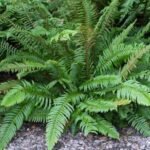 Polystichum munitum - Feriga cu crestere la dimensiuni mari, vesnic verde la ghiveci P9