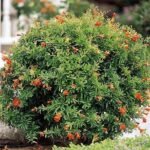 Punica granatum 'Nana' – Rodiul Ornamental pitic la ghiveci C2, H 30-35 cm - imagine 2
