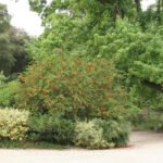 Punica granatum 'Pleniflora' – Rodiul Ornamental cu Flori duble rosii la ghiveci C2, H 50-60 cm - imagine 2