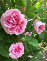 Trandafir vechi Damask de dulceata si apa trandafiri Queen of Denmark, foarte parfumat, anul 2 - la ghiveci C2 - imagine 2
