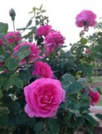 Trandafir teahibrid Pink Peace parfumat  la ghiveci C2 - imagine 2