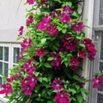 Clematita 'Rouge Cardinal' la ghiveci C2,  H 60-70 cm - imagine 2