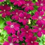 Clematita 'Rouge Cardinal' la ghiveci C2,  H 60-70 cm
