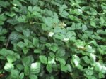 Rubus Tricolor - Mur chinezesc acoperitor de sol la ghiveci P9 - imagine 2