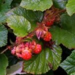 Rubus Tricolor - Mur chinezesc acoperitor de sol la ghiveci P9