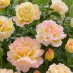 Trandafir teahibrid Scented Peace parfumat  la ghiveci C2 - imagine 2