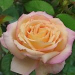 Trandafir teahibrid Scented Peace parfumat  la ghiveci C2