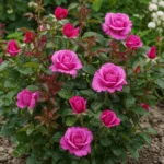 Trandafir Polyantha Shocking Blue, parfumat anul 2 - Kordes la ghiveci C2 - imagine 2