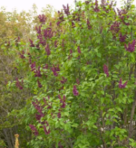 Syringa vulgaris Charles Joy intens parfumat - Liliac cu flori duble la ghiveci C2 H 50-60 cm - imagine 2